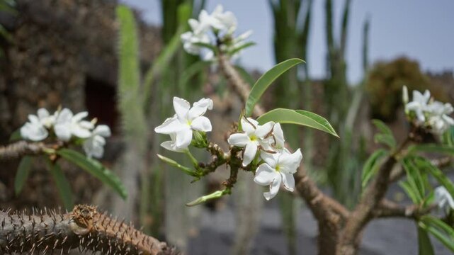 White flowers of the cossus africanus in lanzarote's cactus garden in daylight, showcasing the unique flora of the canary islands