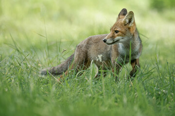 wild red fox standing on the grass