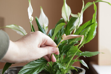 Spathiphyllum Peace Lily Care. Dry leaves and flowers, trimming faded flowers and dry leaves