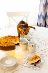 Homemade pie with cherry confit and sour cream souffle on laid table for tea party and red cat