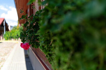 Vibrant pink geranium blooms against a rustic wooden building in a sunny outdoor setting