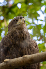 Portrait of a bird of prey