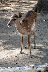 Young deer in the forest