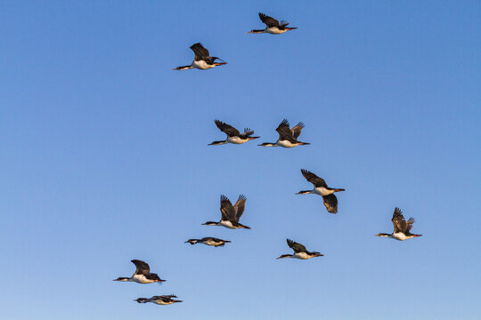 Adult imperial shags (Phalacrocorax (atriceps) atriceps) in flight in the Falkland Islands, South Atlantic Ocean