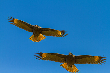 Striated caracaras (Phalcoboenus australis) in flight on Carcass Island in the Falkland Islands, South Atlantic Ocean