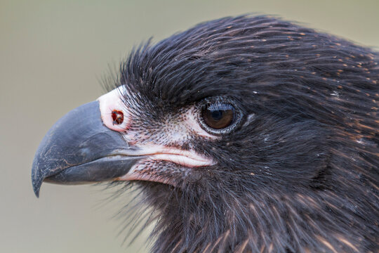 Adult striated caracara (Phalcoboenus australis), close-up, on Carcass Island in the Falkland Islands, South Atlantic Ocean