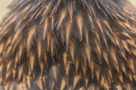 Striated caracara (Phalcoboenus australis) feather detail, on Carcass Island in the Falkland Islands, South Atlantic Ocean