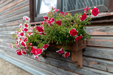 Bright red and white petunias cascade from a wooden planter along a charming old building.