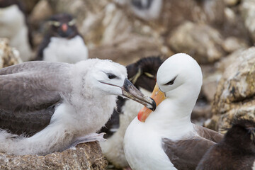 Black-browed albatross (Thalassarche melanophrys) adult feeding chick at nesting site on West Point Island, Falkland Islands