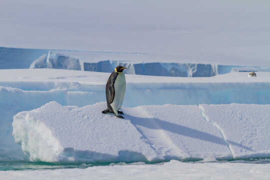 A lone adult emperor penguin (Aptenodytes forsteri) on sea ice in the Gullet between Adelaide Island and the Antarctic Peninsula, Antarctica
