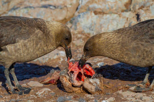 Adult brown skuas (Catharacta antarctica) feeding on a penguin carcass near the Antarctic peninsula, Antactica