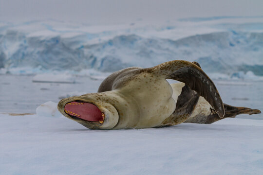 Adult male leopard seal (Hydrurga leptonyx) hauled out on ice in the Gullet near the Antarctic Peninsula, Antarctica
