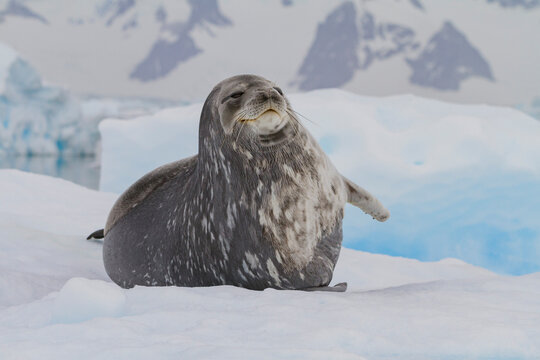 Adult Weddell seal (Leptonychotes weddellii) hauled out on ice near the Antarctic Peninsula, Southern Ocean