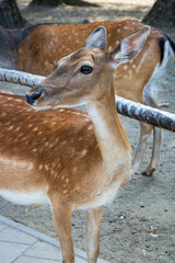 Deer closeup