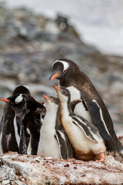 Gentoo penguin (Pygoscelis papua) adult with chicks at breeding colony on Booth Island, Antarctica, Southern Ocean
