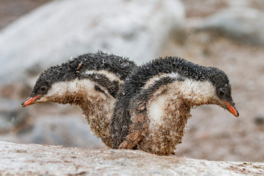 Gentoo penguin (Pygoscelis papua) chicks covered with mud and guano on Cuverville Island, Antarctica, Southern Ocean