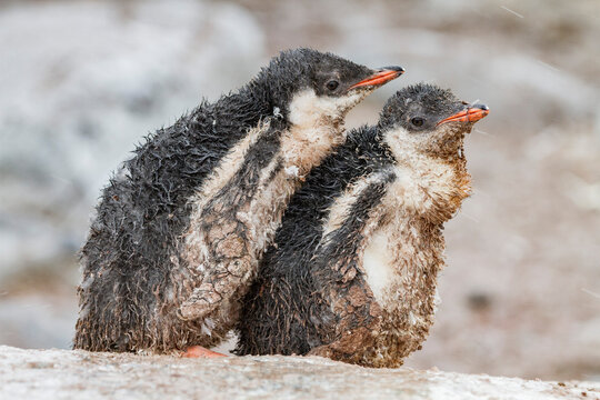 Gentoo penguin (Pygoscelis papua) chicks covered with mud and guano on Cuverville Island, Antarctica, Southern Ocean