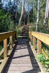 Wooden walkway winding through a densely wooded forest on a sunny day during late summer