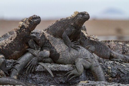 The endemic Galapagos marine iguana (Amblyrhynchus cristatus) in the Galapagos Island Archipelago, UNESCO World Heritage Site, Ecuador