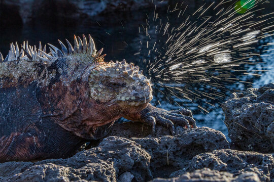 The endemic Galapagos marine iguana (Amblyrhynchus cristatus) sneezing excess salt from its nostrils in the Galapagos, UNESCO World Heritage Site, Ecuador