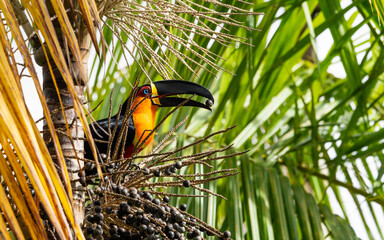 Tucano-de-bico-preto se alimentando de açaí.