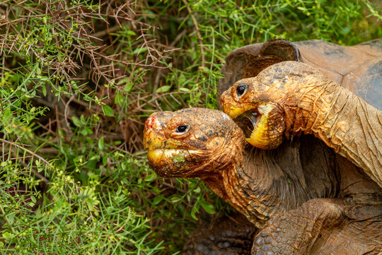 Captive Galapagos giant tortoise (Geochelone elephantopus) at the Charles Darwin Research Station, Galapagos, UNESCO World Heritage Site, Ecuador