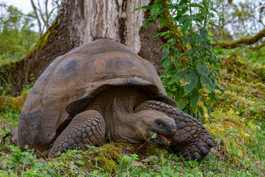 Wild Galapagos giant tortoise (Geochelone elephantopus) feeding on the upslope grasslands of Santa Cruz Island, Galapagos, UNESCO World Heritage Site, Ecuador