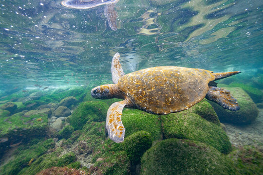Adult green sea turtle (Chelonia mydas agassizii) underwater off the west side of Isabela, Galapagos Islands, UNESCO World Heritage Site, Ecuador