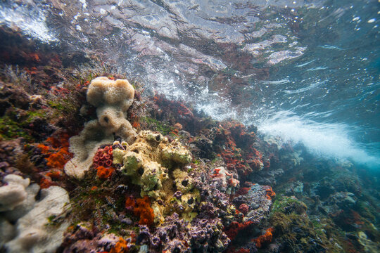 Underwater scenes from the Galapagos Island Archipelago, UNESCO World Heritage Site, Ecuador