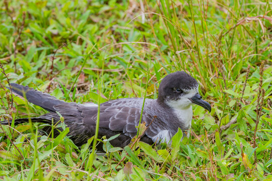 Adult Galapagos Petrel (Pterodroma phaeopygia) (Patapegada) nesting on the upslope grasslands of Santa Cruz Island in the Galapagos Island Archipelago, UNESCO World Heritage Site, Ecuador