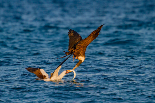Adult Nazca booby (Sula grantii) feeding on halfbeak, and defending its catch against a frigatebird, in the Galapagos Island Archipelago, UNESCO World Heritage Site, Ecuador