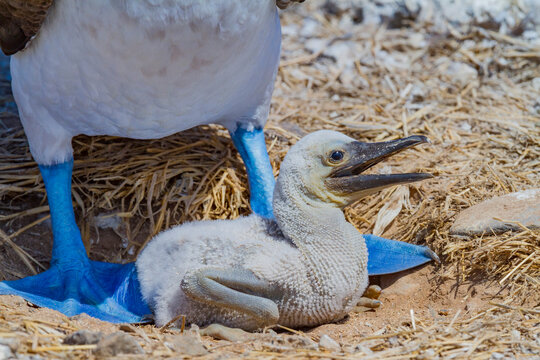 Blue-footed booby (Sula nebouxii) newly hatched chick in the Galapagos Island Archipelago, UNESCO World Heritage Site, Ecuador