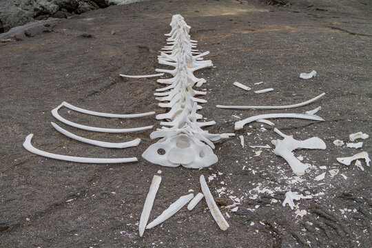 Baleen whale skeleton, most likely a young Bryde's whale, on lava flow in the Galapagos Island Archipelago, UNESCO World Heritage Site, Ecuador