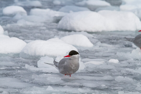 Antarctic tern (Sterna vittata) in brash ice near the Antarctic Peninsula, Antarctica, Southern Ocean