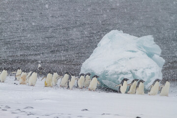 Adelie penguins (Pygoscelis adeliae) in snowstorm at Brown Bluff on the Antarctic Peninsula in the Weddell Sea, Antarctica