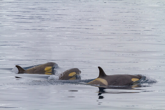 A small pod of Type B killer whales (Orcinus nanus) just outside Duse Bay in the Weddell Sea, Antarctica