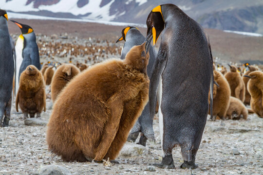 Adult king penguin (Aptenodytes patagonicus) in the act of feeding chick on South Georgia Island, Southern Ocean