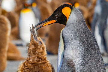 Adult king penguin (Aptenodytes patagonicus) in the act of feeding chick on South Georgia Island, Southern Ocean