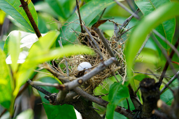 Bird Nest with Egg in Lush Green Tree Branches Close Up