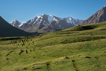 Expansive green landscape at Kol Ukok Lake with majestic mountains in the background under a clear blue sky, Kyrgyzstan, Central Asia