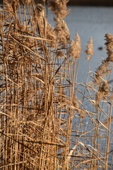Fototapeta premium Reeds are growing at the seaside in sunny autumn day. 