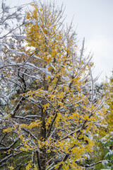 winter