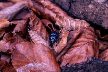 Black beetle on the leaf in the forest in autumn. Geotrupes stercorarius. Coleoptera
