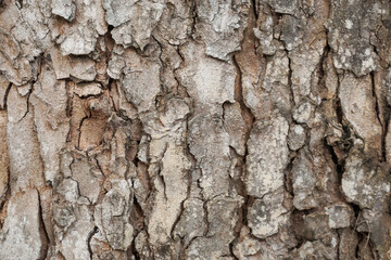 This close-up image showcases the intricate and textured bark of a tree.