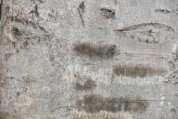 Close-up view of weathered tree bark texture.