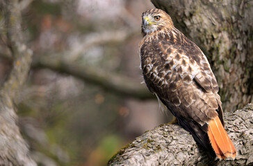 Red-tailed Hawk perched on a branch tree in the forest, Quebec, Canada