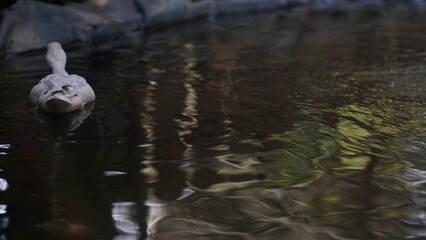 Close-up photo of Lesser Whistling Duck or (Dendrocygna javanica) swimming in water.	