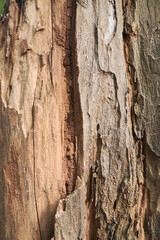 Close-up of a termite nest in a tree trunk
