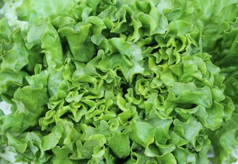 Fresh green lettuce salad leaves on white background