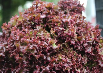 Fresh red lettuce salad leaves 